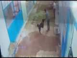 فیلم لحظه دلهره آور حمله سگ به یک شهروند اصفهانی 