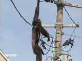 عملیات ناموفق نجات شامپانزه از تیر برق 