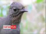 تقلید صدای اره برقی و شاتر دوربین عکاسی توسط پرنده‌ای نادر 