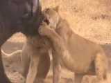 15 شیر و 3 کفتار در حال زنده خوردن بوفالو 