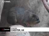 تولد سه قلوهای خرگوش کوهی-صخره‌ای در باغ‌وحش چستر بریتانیا… 