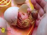 ویدیو لحظه زیبا از بیرون آمدن جوجه اردک از تخم 