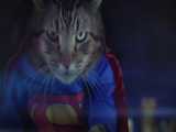 فیلم بتمن و سوپرمن ولی با گربه 