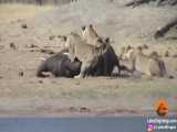 تلاش بچه فیل برای مبارزه با شیر 