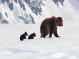 مستند خرس ها - Bears 2014 با دوبله فارسی 