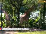 باغ وحش سنگاپور، خانه ببرهای سفید و شیرهای طلایی -بوکینگ پرشیا