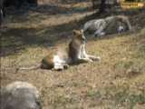 باغ وحش ژوهانسبورگ، خانه ی شیرهای سفید و حیوانات نادر - بوکینگ پرشیا