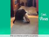 پربازدید ترین ویدیوهای بامزه حیوانات در یوتیوب - بخش 48