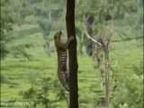 شکار فوق العاده غزال توسط پلنگ از بالای درخت