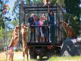 باغ وحشی که در آن حیوانات آزاد، اما انسان ها در قفس اند!
