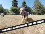 خفن ترین سگ های استرالیا - Ten Unique Australian Dog
