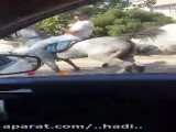 مغازه یورتقه فروشی
