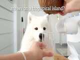 چالش خوردن نارگیل با سگ خوشگل^ ^《ｆｏｌｌｏｗ=ｆｏｌｌｏｗ》
