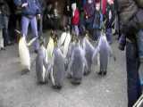 پیاده روی پنگوئن ها در باغ وحش