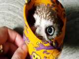 ویدیوی حیوانات Little owl Unya in a wrap