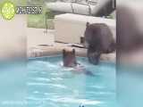 شنای خرس ها در استخر!