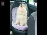 بامزه ترین پامرانیان های دنیا - Funny and Cute Pomeranian Video