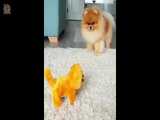 خوشگل ترین و بامزه ترین پامرانیان ها - Mini Pomeranian Cute Pomeranian Videos