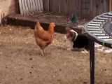 نبرد جالب و خنده دار توله سگ بازیگوش با مرغ و اردک