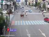 حمله یک گاو به زن موتورسوار در خیابان