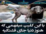 تغییر بدهنجان حیوانات.سگ.
