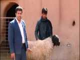 بهترین نژاد گوسفند ایران و جهان 