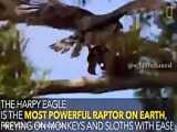 عقاب هارپی نیرومندترین و بزرگترین پرندهٔ شکاری