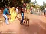 شیوه عجیب هندی ها برای اسیر کردن میمون