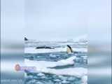 کشیک کشیدن جالب نهنگ‌های قاتل برای شکار شیرهای دریایی
