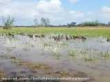 تغذیه اردک ها از شالیزارهای برنج
