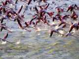 داستان زندگی مرغان آتش (فلامینگوها) در پارک ملی دریاچه ارومیه