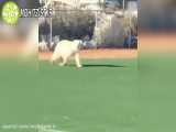 خرس قطبی در زمین بیسبال