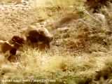 رویت یک قلاده خرس مادر به همراه ۲توله اش در حوزه تنگ کپ شهرستان بهمئی
