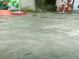 پرنده و مصرف ایکسکریم