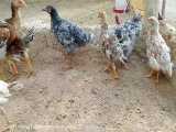 پرورش مرغ بومی بصورت سنتی وجوجه مرغ
