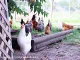مزرعه پرورش مرغ محلی دورگه گوشتی وتخمی