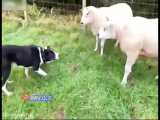 روش منحصر به فرد یک چوپان برای انتقال گوسفندان به داخل حصار