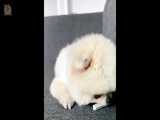 پامرانیان های خوشگل بامزه ملوس Mini Pomeranian Funny and Cute