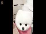 خوشگل ترین سگ های کوچولو در دنیا Funny and Cute Mini Pomeranian Videos 2019
