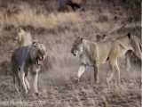 جنگ و نبرد بوفالو ها و شیرها در حیات وحش