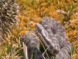 جنگ ترسناک بین مار چندمتری وحشتناک و نی نی کوچولوی جوجه تیغی | Hedgehog vs Snake