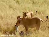 نبرد شیرها و کفتارها در حیات وحش