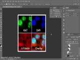 آموزش ترکیب تصاویر حاصل از میکروسکوپ فلورسنت با فتوشاپ