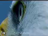 شکار عقاب برروی آب و اطلاعات مهم