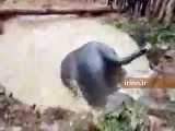 نجات فیل غول پیکر از گودال آب در کشور هند