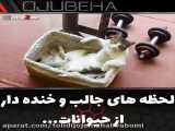 لحظات خنده دار و جالب با حیوانات