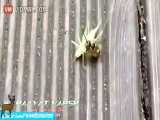 شکار ملخ توسط زنبور قاتل