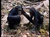 زندگی جالب شامپانزه های باهوش