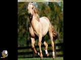 زیباترین اسب های دنیا