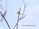 صدای پرنده‌ای به نام «White Bellbird» رسما به عنوان بلندترین صدای یک پرنده ظبطشد